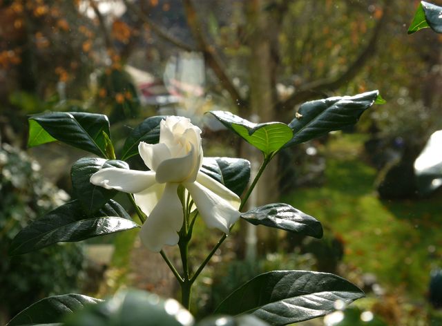 Garten Wst Frickenhausen