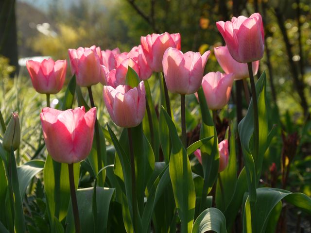 Garten Wst Frickenhausen