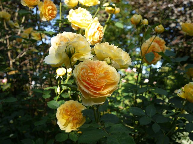 Garten W�st Frickenhausen