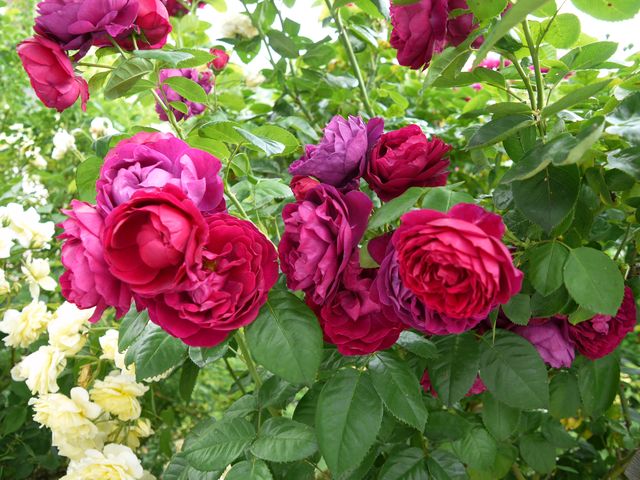 Garten Wst Frickenhausen