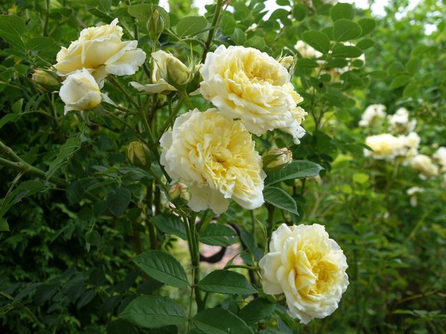 Garten Wst Frickenhausen