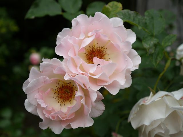 Garten Wst Frickenhausen