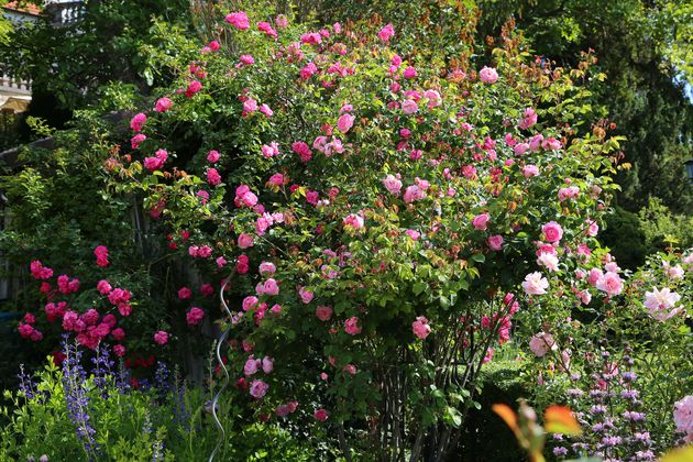 Garten Wst Frickenhausen