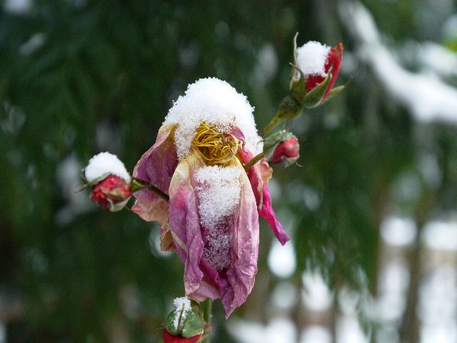 Garten Wst Frickenhausen