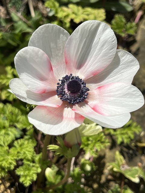 Garten W�st Frickenhausen