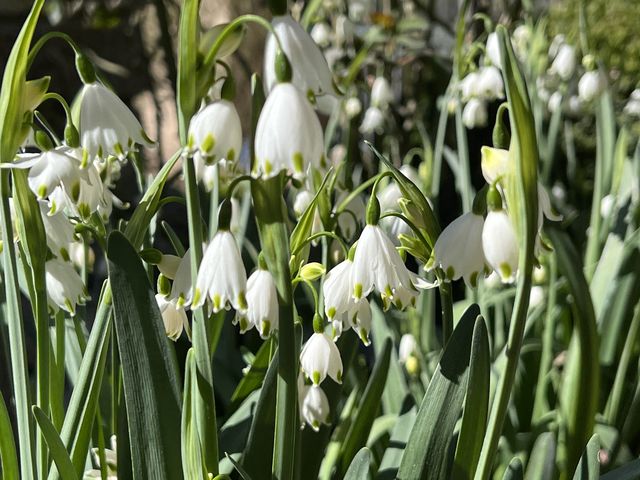 Garten W�st Frickenhausen