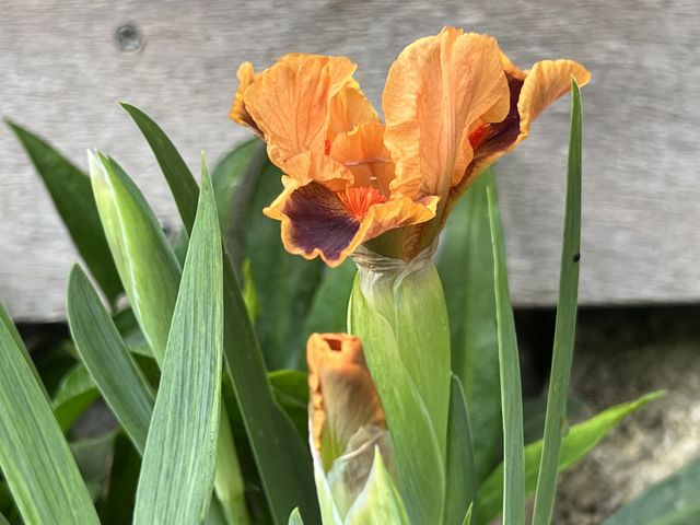 Garten W�st Frickenhausen