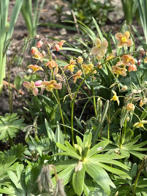 Garten W�st Frickenhausen