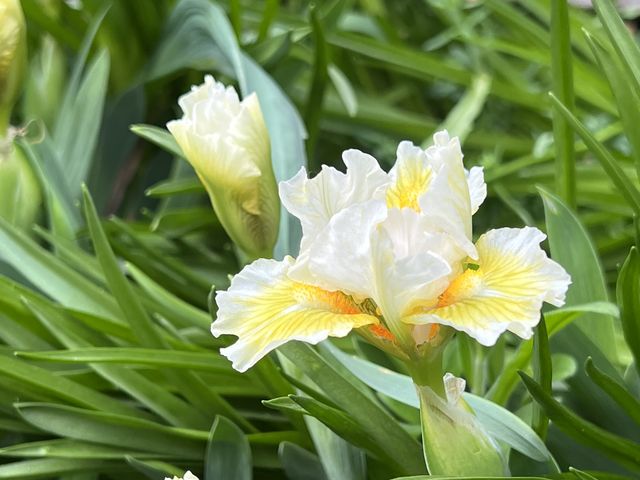 Garten W�st Frickenhausen