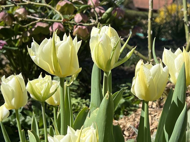 Garten W�st Frickenhausen