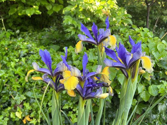 Garten W�st Frickenhausen