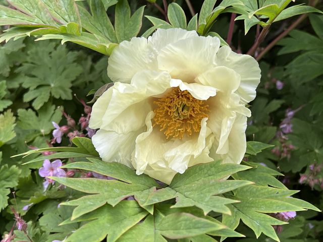 Garten Wst Frickenhausen