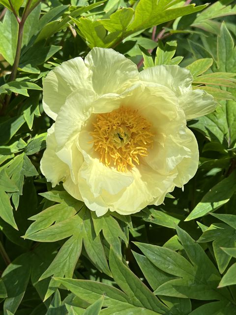 Garten Wst Frickenhausen