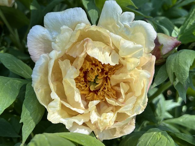 Garten W�st Frickenhausen